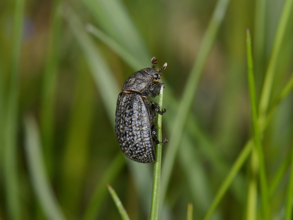 Trox sabulosus?